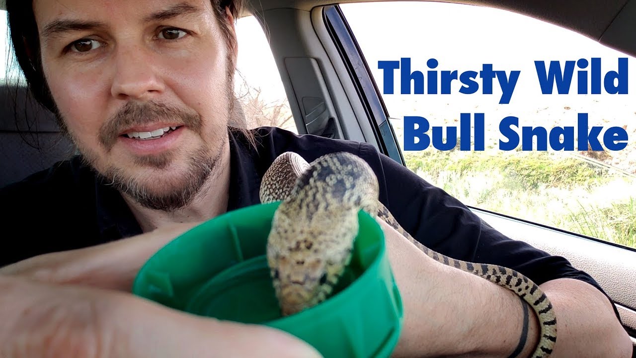 THIRSTY BULL SNAKE - Chugging water from hand