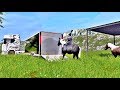 Rideable Pony v1.0.0.0