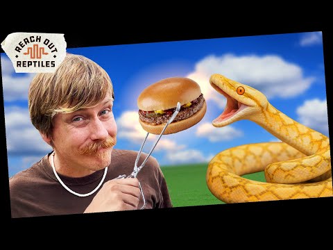 FEEDING Super Dwarf Reticulated Pythons [What You  #feedingvideo #snake #reticulatedpython #rats #mice #bats #food #superdwarf #reptiles #animals 
Conn