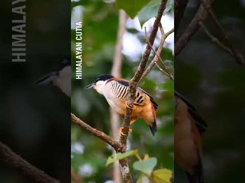 Himalayan Cutia – Jewel of the Mountain Forests