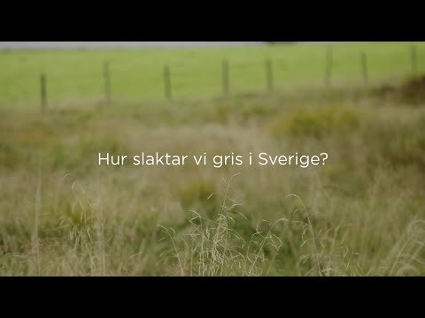 Hur slaktar vi gris i Sverige?
