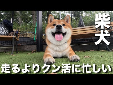 走るよりクン活に忙しい!