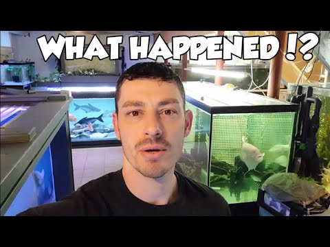 What Happened To Off The Deep End Aquatics? It's been awhile and I owe you guys an explanation....


 
Instagram_ off_the_deep_end_aquatics
http