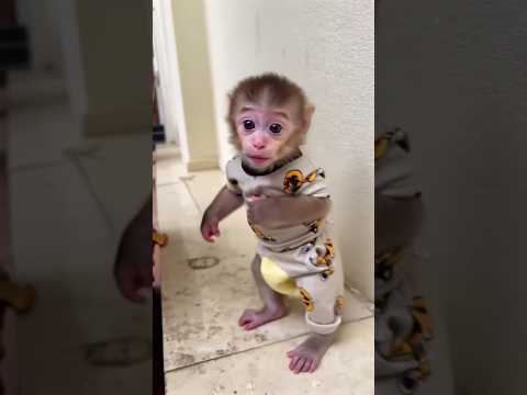 Introducing the Baby 🍼 monkey so cute cute cute #shorts #funny