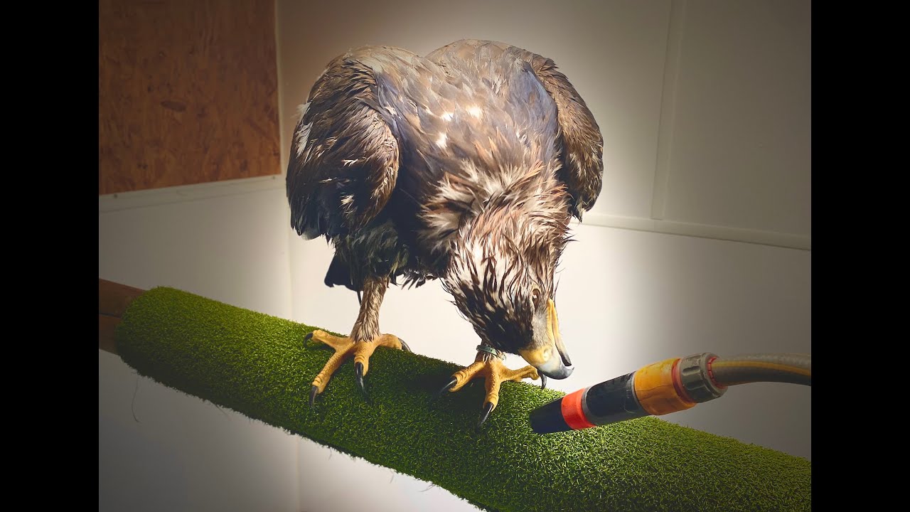 Golden Eagle SAKO | Moulting his feathers whilst having a shower.
