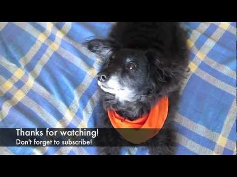 Dog trick NEVER SEEN BEFORE with Chico the rescue dog