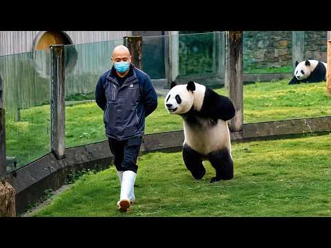Overdramatic Animals That Will Make You Smile