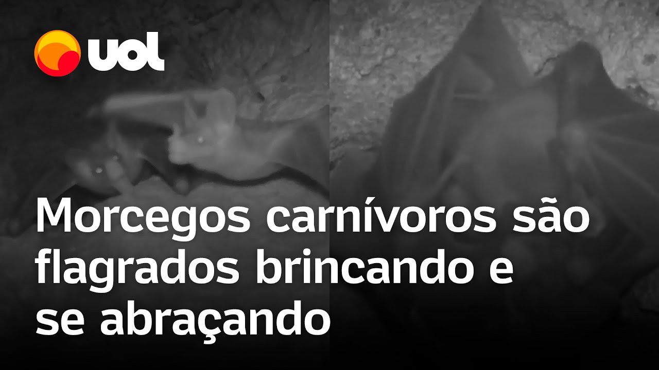 Morcegos carnívoros são flagrados se abraçando e brincando, mostra pesquisa; veja vídeo