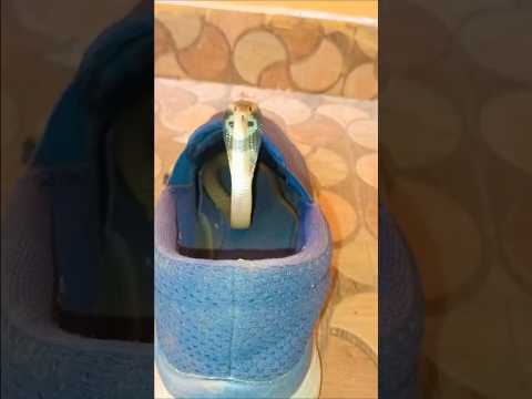 😱😱 yah saamp kaise shoe ke andar chhupa hua Hai🔥 || #saanp #snake #khatarnak