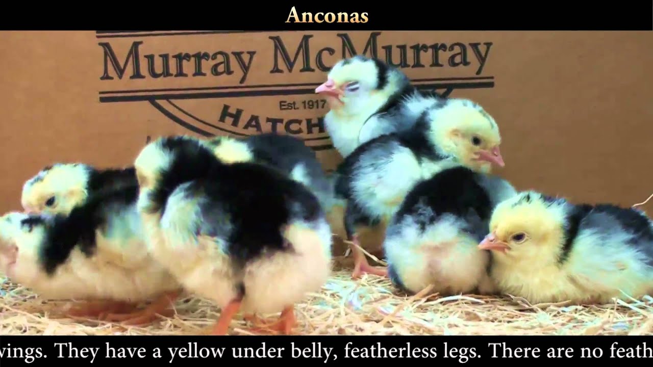 Ancona Chicks - YouTube