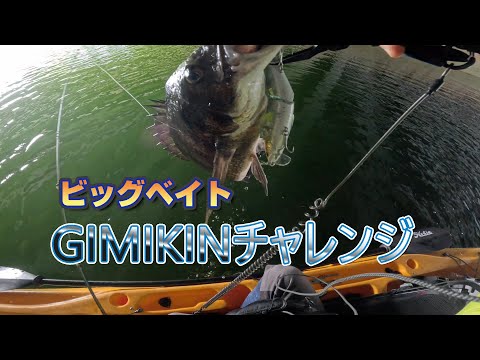 真夏のビックベイト『GIMIKINチャレンジ』