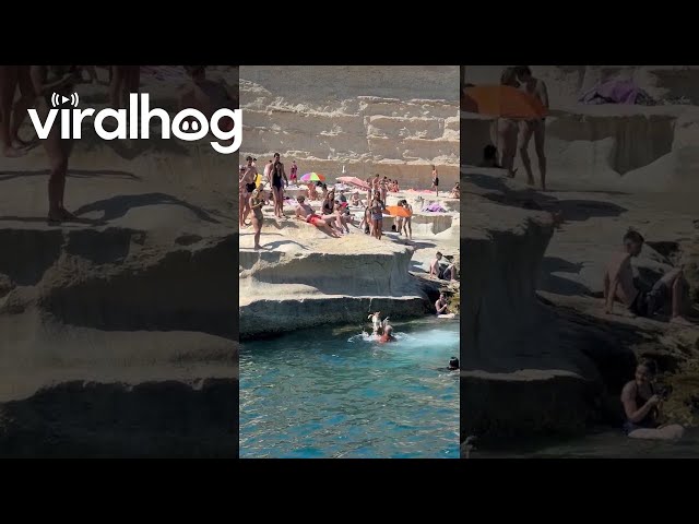 Jack Russell Pup Cools Off Diving Into Water  || ViralHog