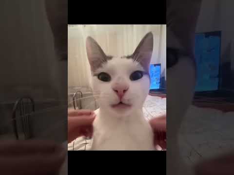 #cat #funny #funnycats #meme #memes #trending #popular #tiktok #viralshorts