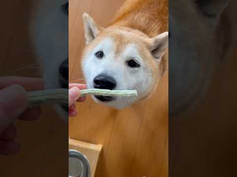 犬の動画サムネイル - 柴犬福 姉に第二ガム貰った時の柴犬🤣Sister and Shiba🤣#姉と柴 #shorts #funny #dogshorts #shibainu #柴犬 #funnydog #시바견