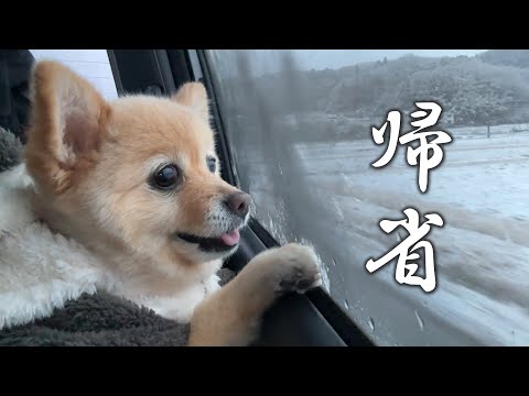 実家に帰れるのが嬉しくて愛犬がこうなりました…笑