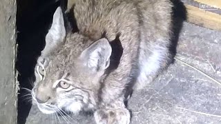 Котенка рыси, оставшегося сиротой, успешно спасают в центре «Тигр»