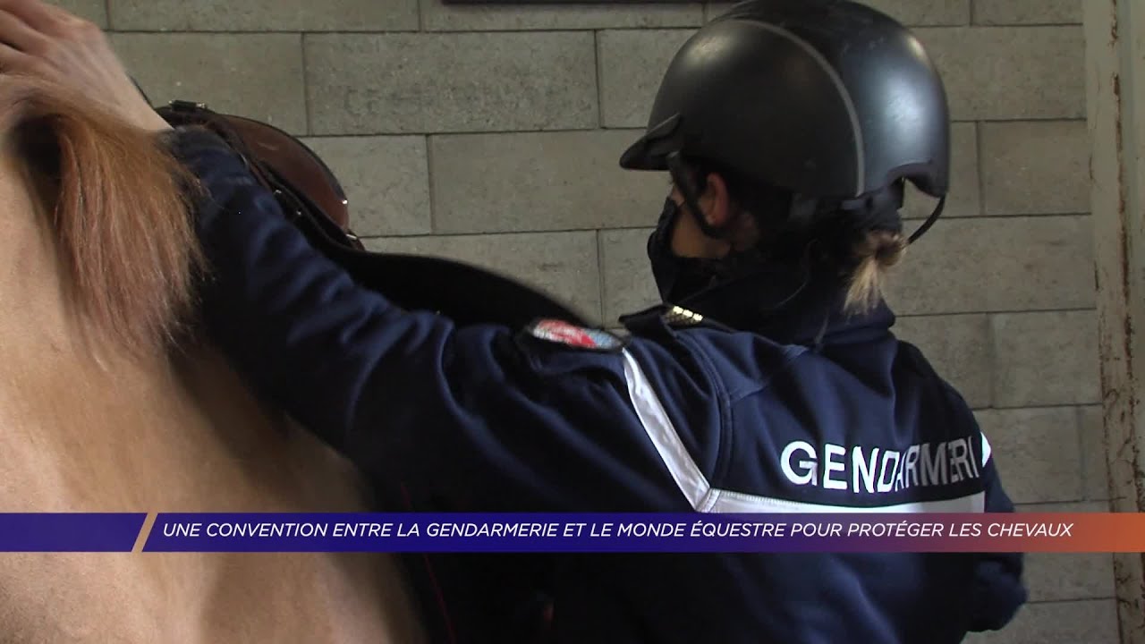 Yvelines | Une convention entre la gendarmerie et le monde équestre pour protéger les chevaux