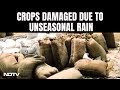 Unseasonal Rain In Madhya Pradesh And Chhattisgarh Causes Damage to Grains Lying In The Open