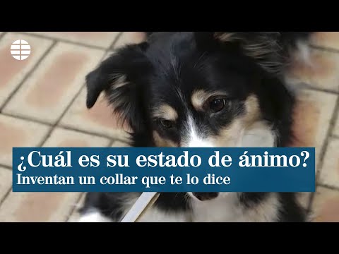 Inventan un collar para perros que te informa de su estado de ánimo
