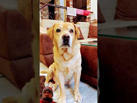 Happy children’s day😂 @AnantRastogi #shorts #dog #pets #youtubeshorts #viralvideo #doglover #funny