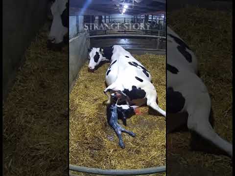 A Miracle on the Farm 🐄 | Dairy Cow Giving Birth to a Calf