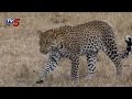 Leopard terrorising villagers near Sangareddy
