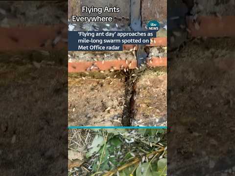 ‘Flying ant day’ approaches in UK as Met Office spot mile long swarm on radar 🦟 #UK #ITVNews #news