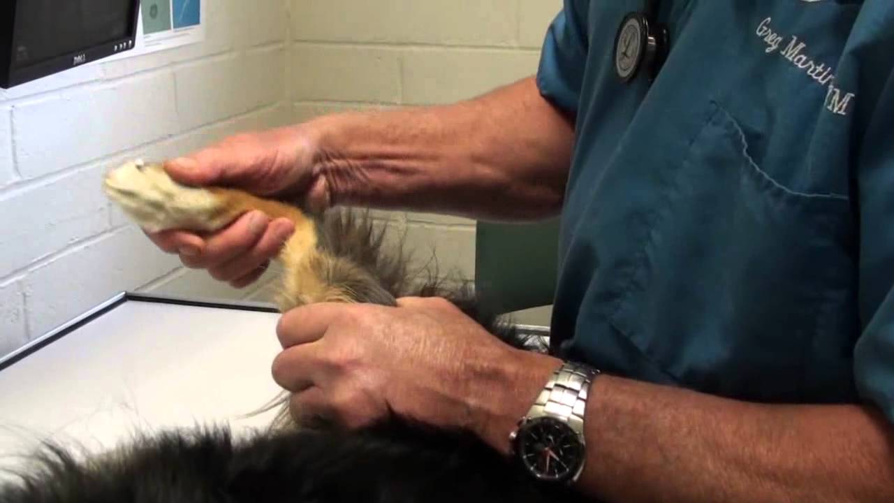 Limping Dog On A Rear Leg Things To Consider YouTube