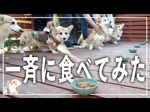 つーちゃんの誕生日にコーギー達の前にご馳走を置いてみた𓊈2115日目𓊉