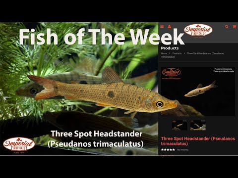 Three Spot Headstander (Pseudanos trimaculatus) #imperialtropicals #threespotheadstander