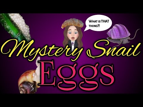 Mystery Snail Eggs 🐌(Remastered Edition) Thank you for checking out this video on Mystery Snail Eggs! 
Mysteries truly are magical creatures 