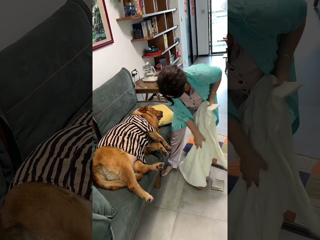 宁可我感冒发烧了，也不能让你受寒冷#狗狗 #金毛 #夫妻 #孕妈