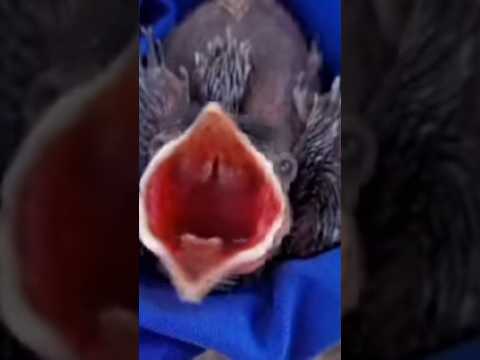 The baby bird is very hungry open its mouth