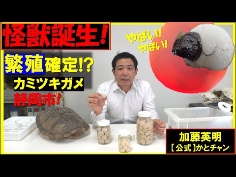 静岡市カミツキガメ定着！？卵が孵化！子ガメ誕生！早期発見対策中！全国各地で要注意！ Snapping turtle, Chelydra serpentina ≫ 加藤英明【公式】かとチャン