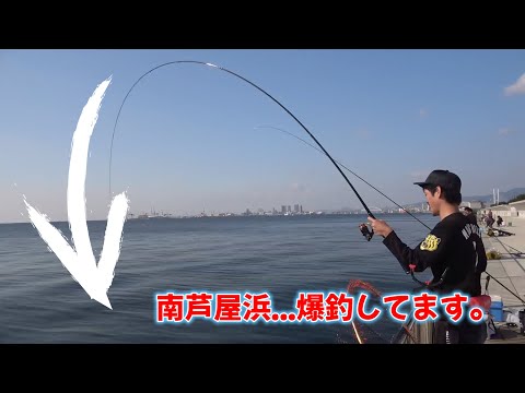 フカセ釣り大爆発！チヌ・グレ連発でまさかの五目釣り達成！！