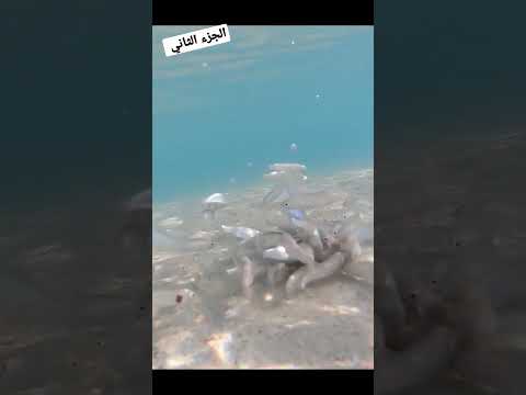 مطعم سمك على الشط ٢