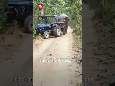 Elefant schiebt Traktor aus dem Weg | ntv