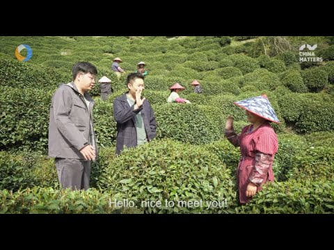 China Matters Explores the Secrets of the 'Queen of Chinese Green Tea'