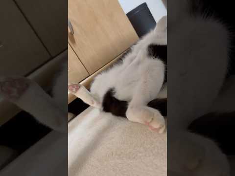 コレは笑かしにきてると思う