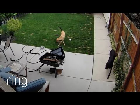 The Power of a Dog’s Tail Wag | RingTV