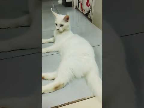 #โนนิโตแล้วตัวจะยาวๆขอแบบอ้วนๆได้ไหม🤣🤣🤣