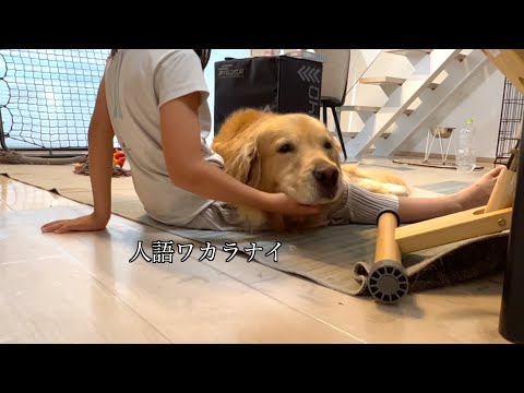 言葉の通じない愛犬と姉、分かり合えた瞬間の感動がすごかった笑