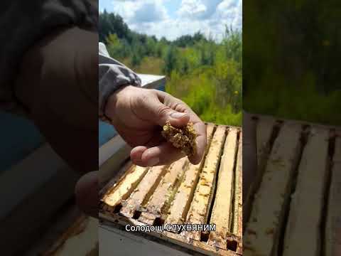 встановлюю сітку для збору #прополіс #mitla #бджільництво #automobile #beekeeping #пасіка #honey