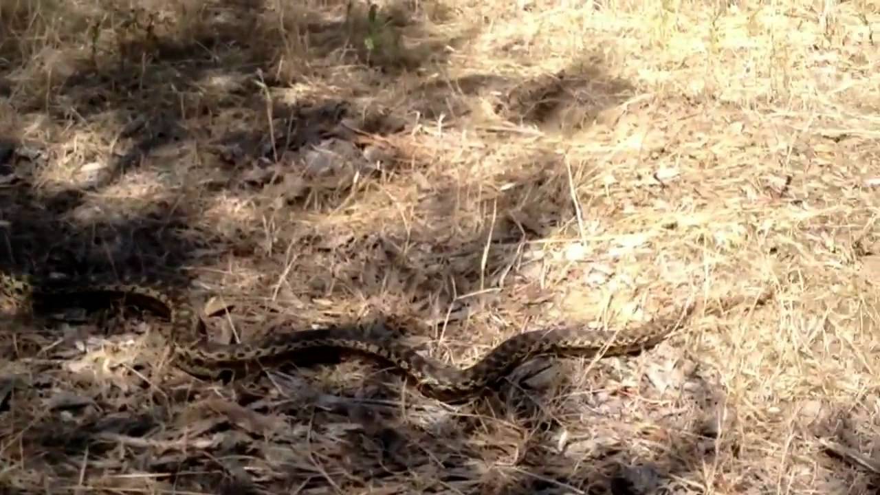 Gopher Snakes - Southern California (2012) - YouTube