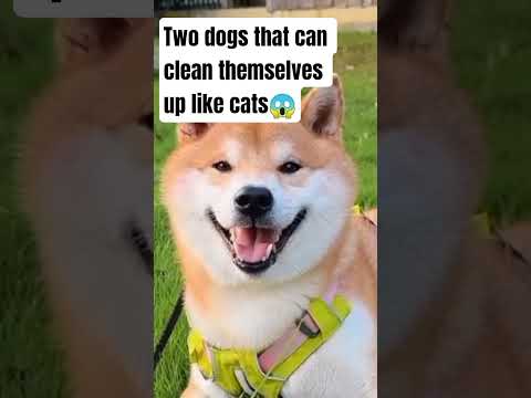 two dogs that can clean themselves up like cats#pettips #viral#shorts#dogbreeds #doghealth#dogs