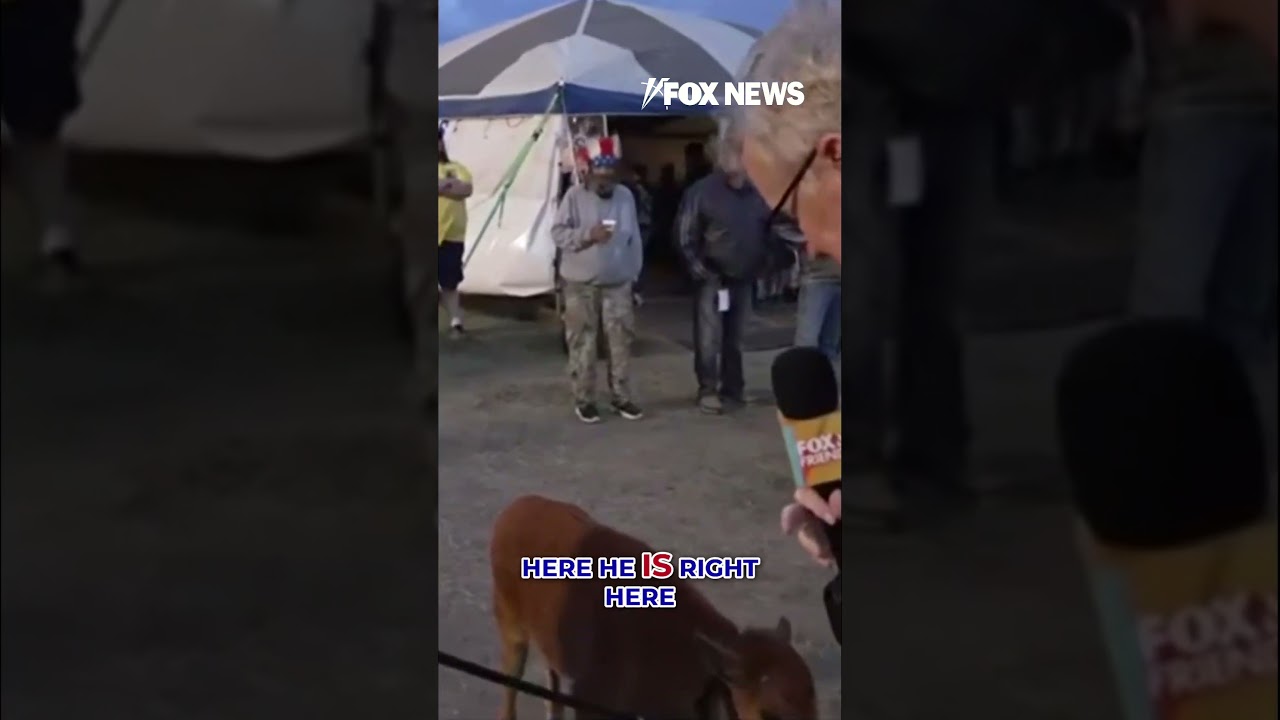 ADORABLE baby buffalo born on Independence Day #shorts #us #usa #new #animals