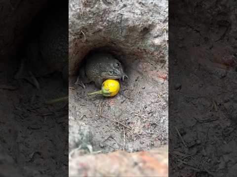 ขอมะเขือหน่อย #frog