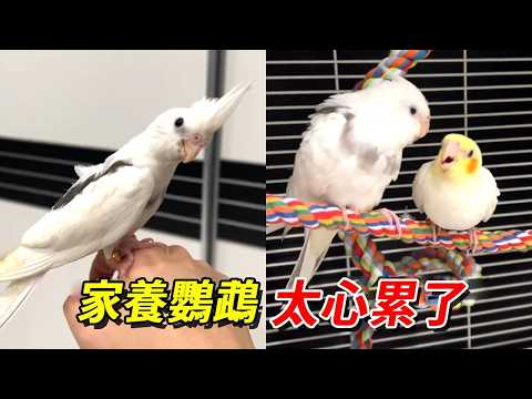 鸚鵡毛長齊了卻讓人想往下薅！找個鳥老師教牠們斷奶還把老師帶跑偏了！太心累了【王小怪】