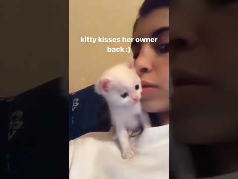 Cats are so dramatic 😫😭🤣😁#youtubeshorts #funny #8millionviews #shortsviral #100k #viralvideo#comedy