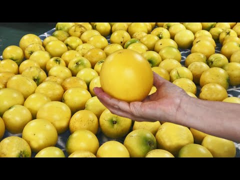 Taiwan's top fruits - Passion fruit，Guava，Abiu